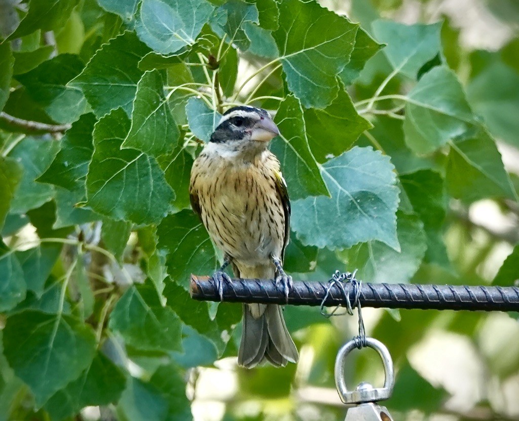 Rose-breasted Grosbeak - ML640838663