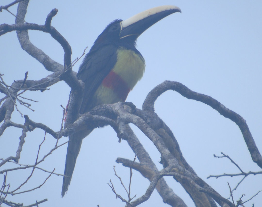 Black-necked Aracari - ML640838672