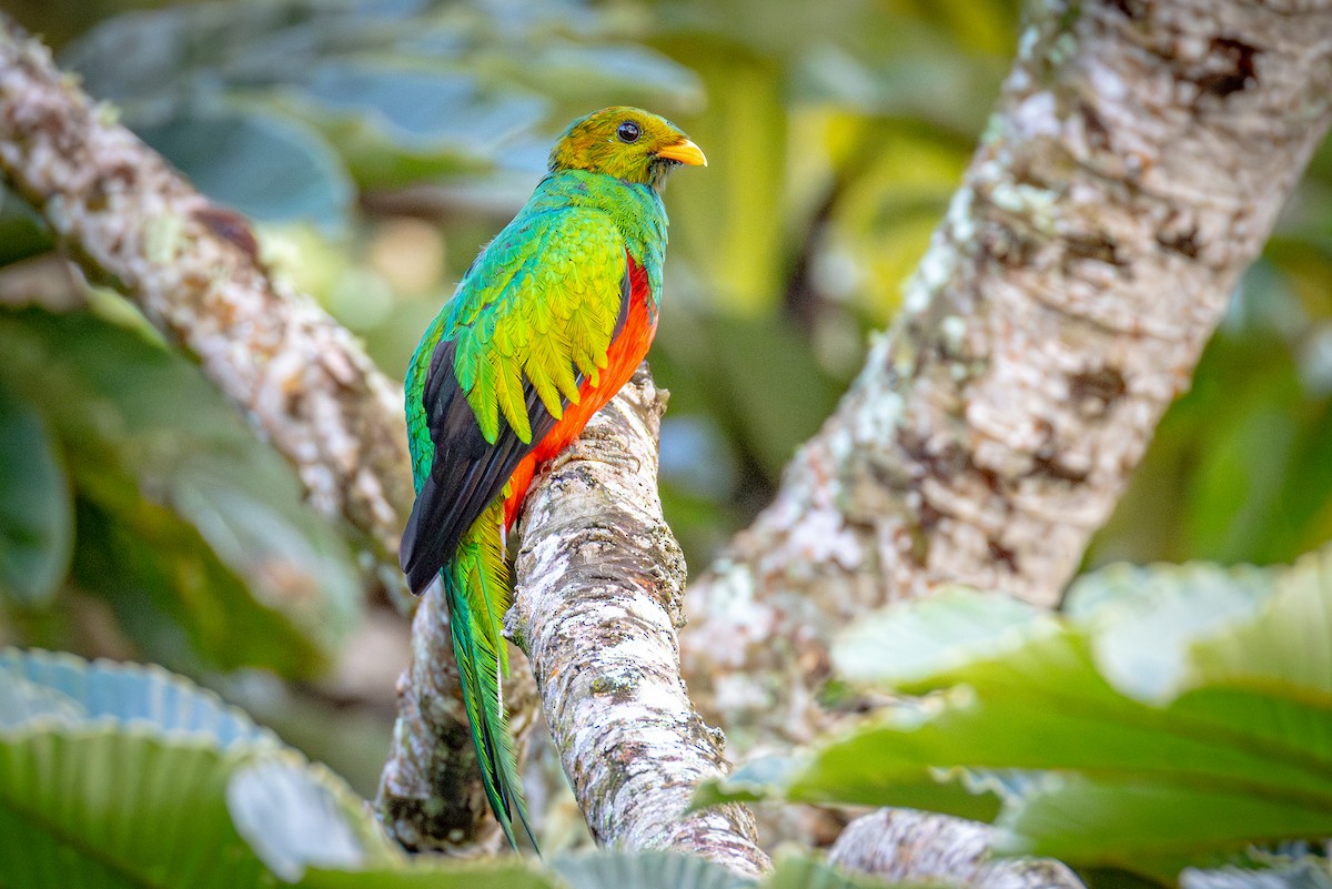 Quetzal Fúlgido - ML640838736