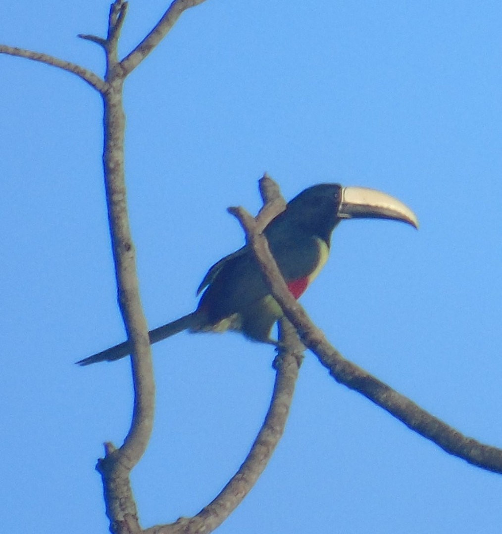 Black-necked Aracari - ML640838741