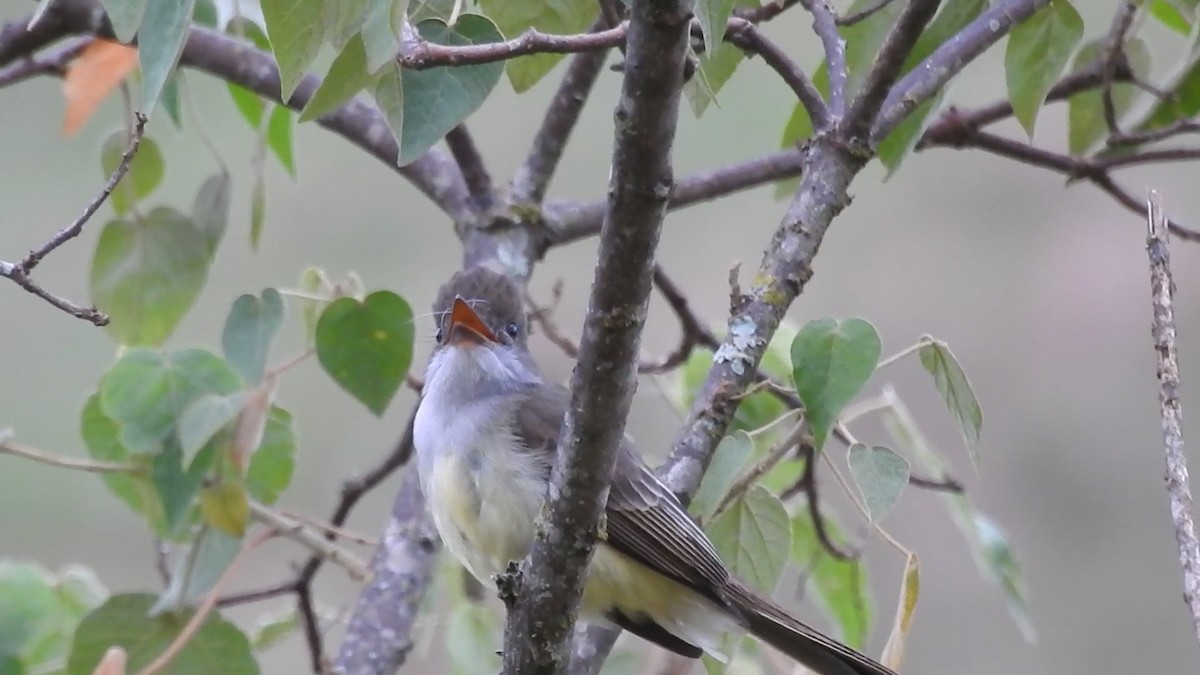 Swainson's Flycatcher - ML640838811