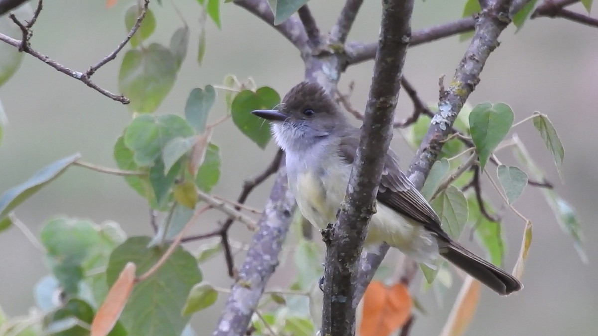 Swainson's Flycatcher - ML640838812
