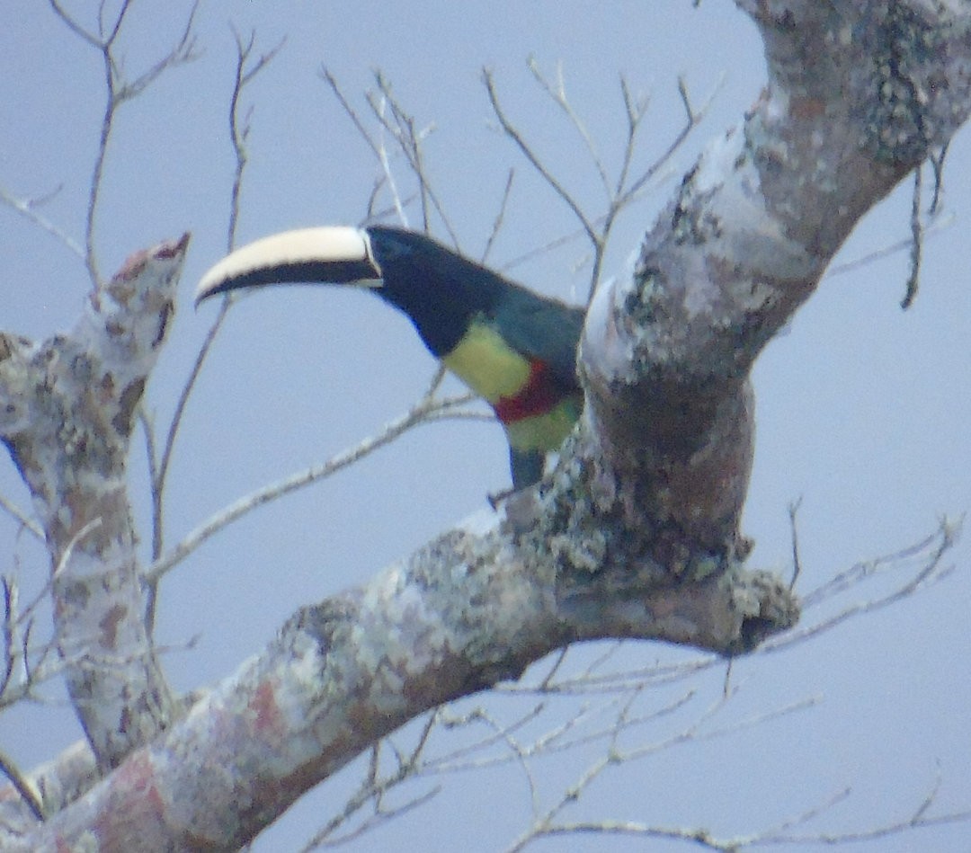 Black-necked Aracari - ML640838817