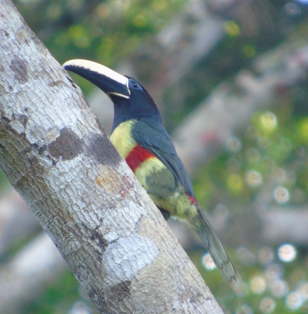 Black-necked Aracari - ML640838858