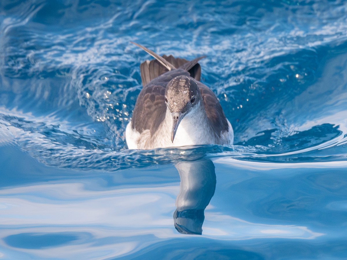 Fluttering Shearwater - ML640838890