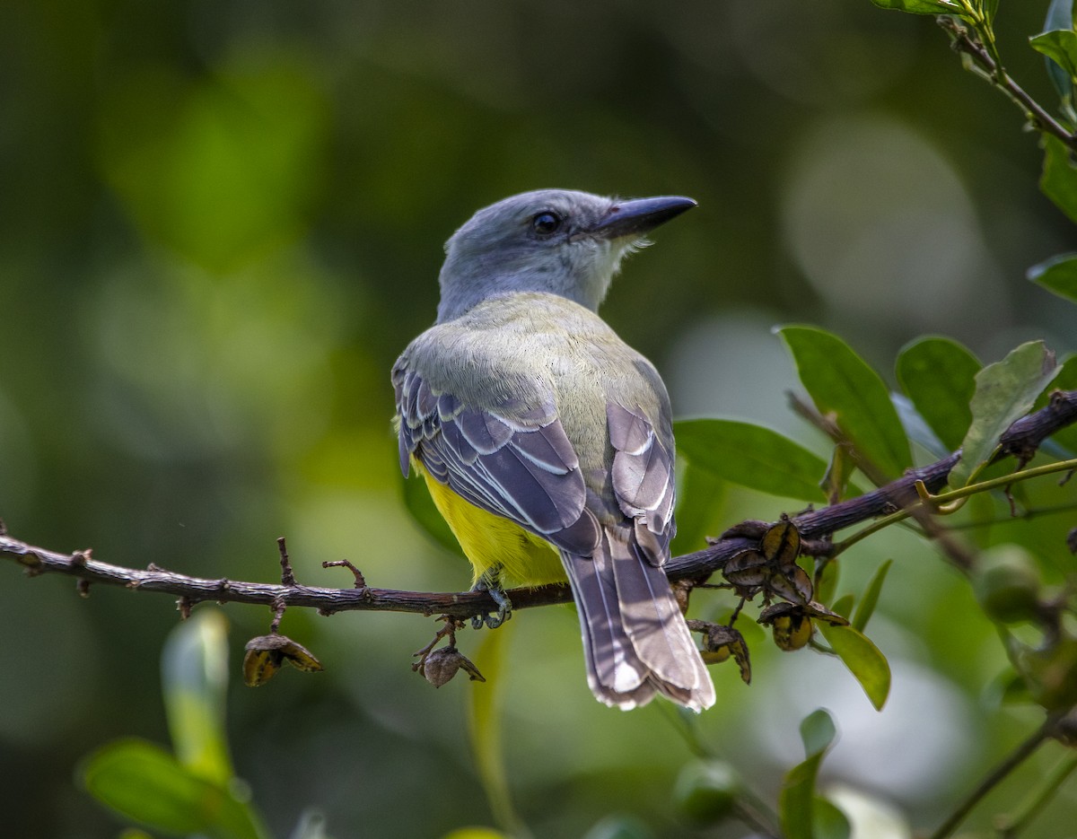 Tropical Kingbird - ML640838942