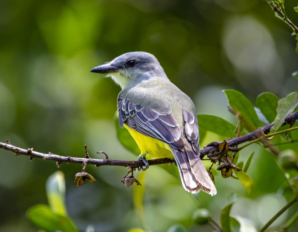 Tropical Kingbird - ML640838943