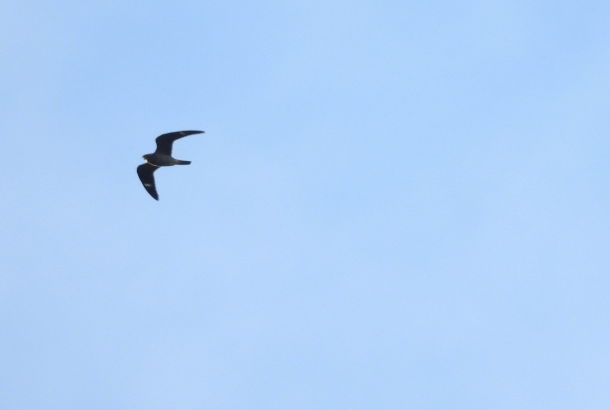 Common Nighthawk - ML640838999
