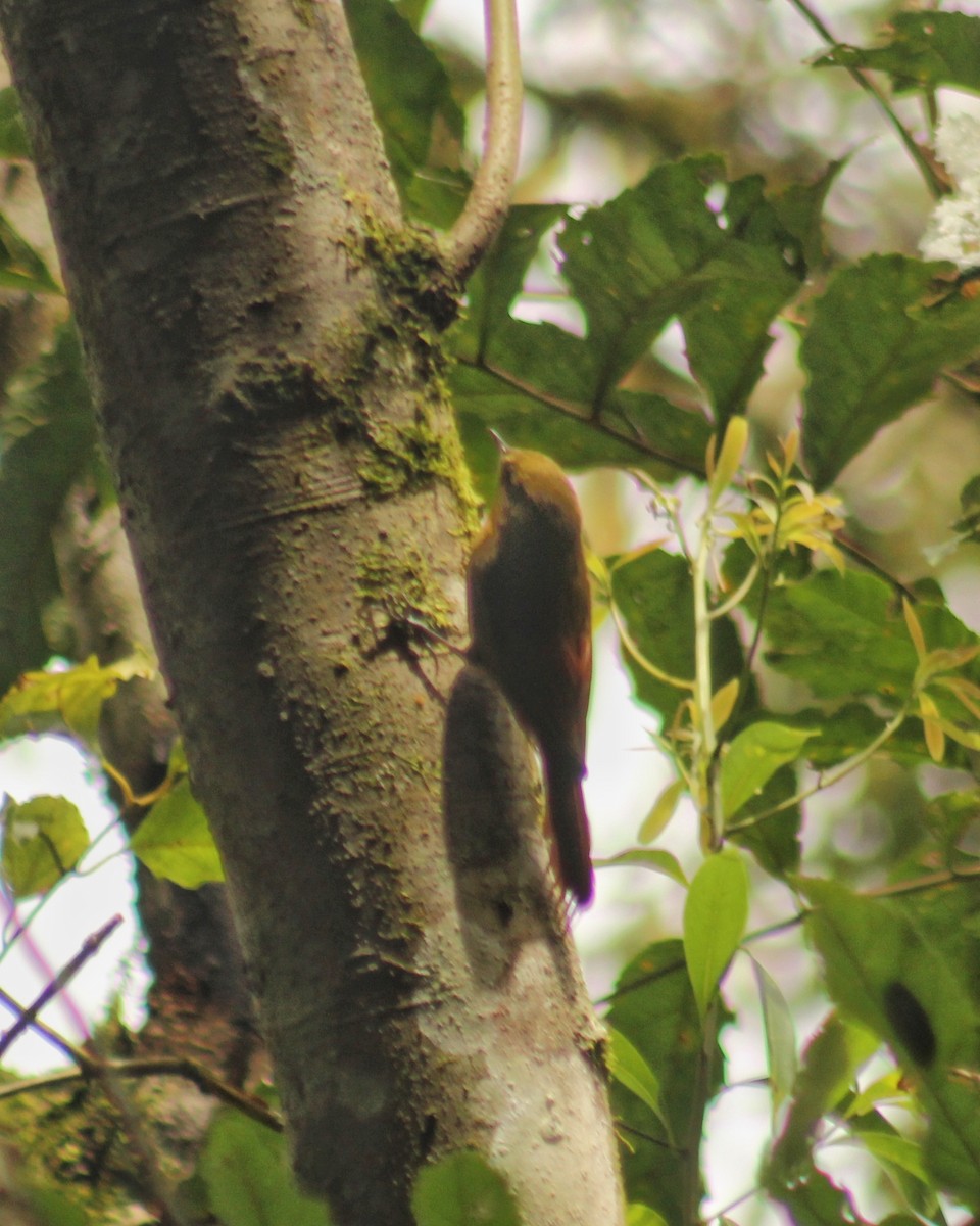Trepatroncos Oliváceo (sylviellus/olivaceus) - ML640839023