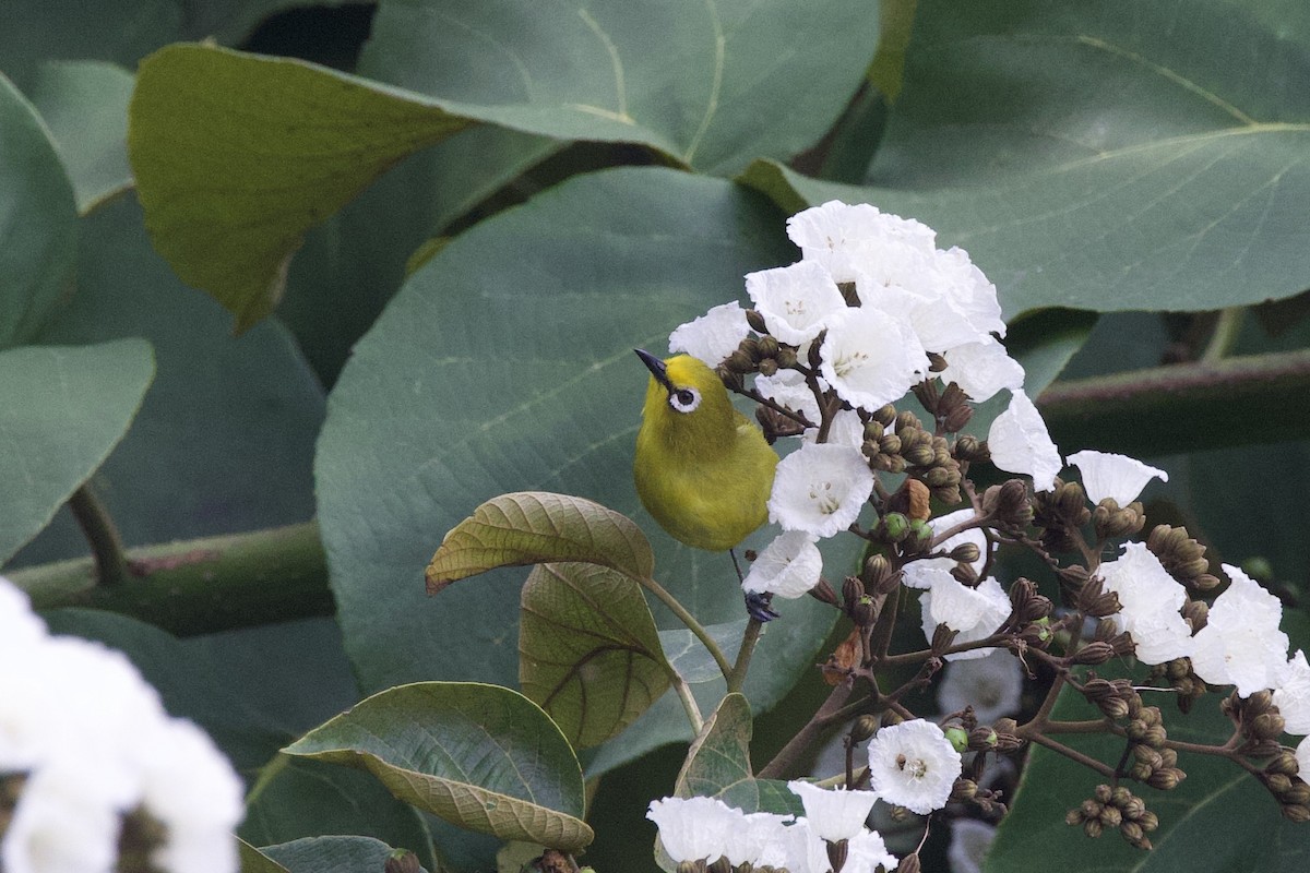 Green White-eye - ML640839041
