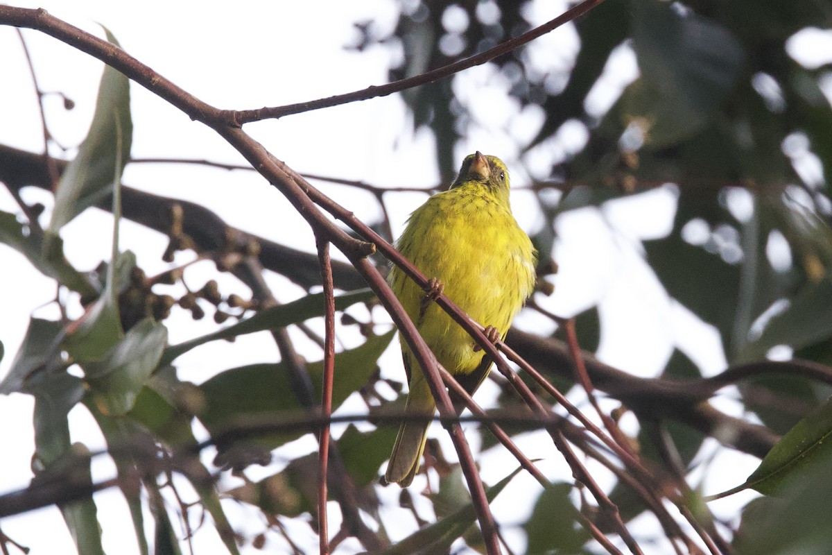 Southern Citril - ML640839111