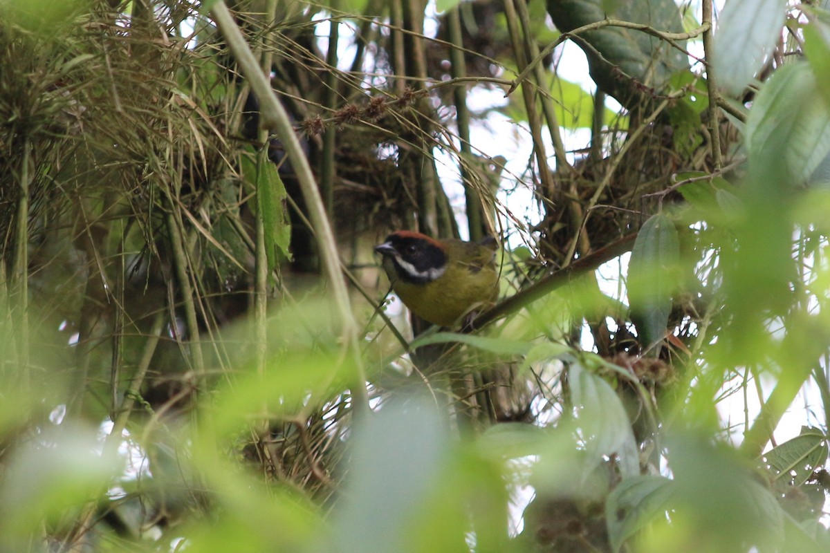 Moustached Brushfinch - ML640839120