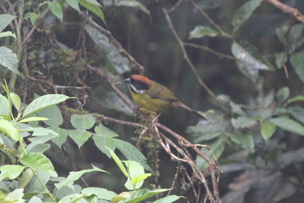 Moustached Brushfinch - ML640839121