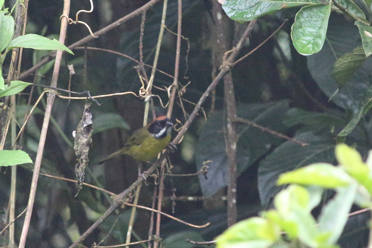 Moustached Brushfinch - ML640839122