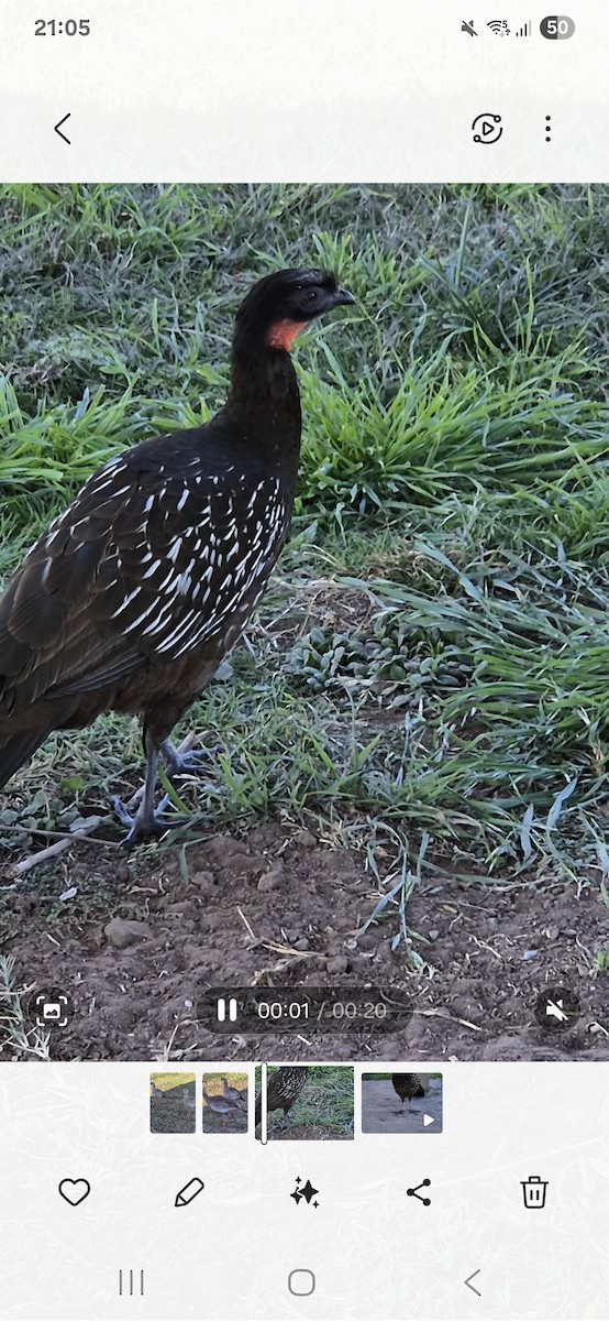 Pénélope des yungas - ML640839125