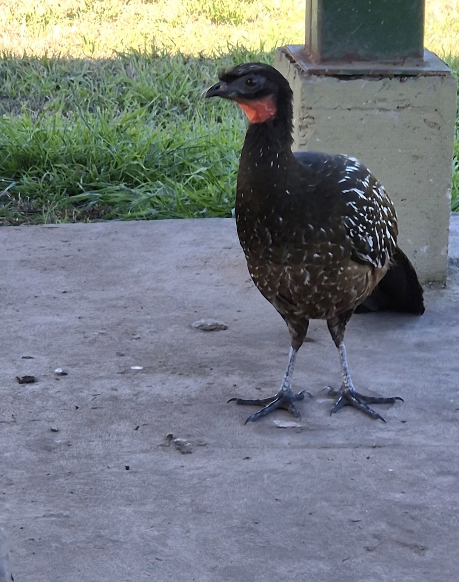 Pénélope des yungas - ML640839126