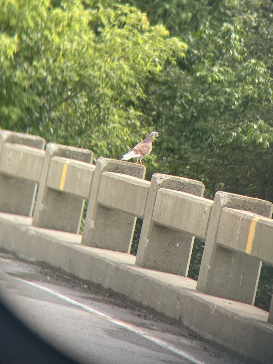 Rock Pigeon (Feral Pigeon) - ML640839135