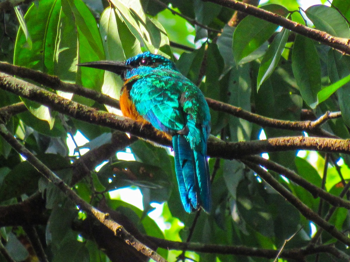 Great Jacamar - ML640839198