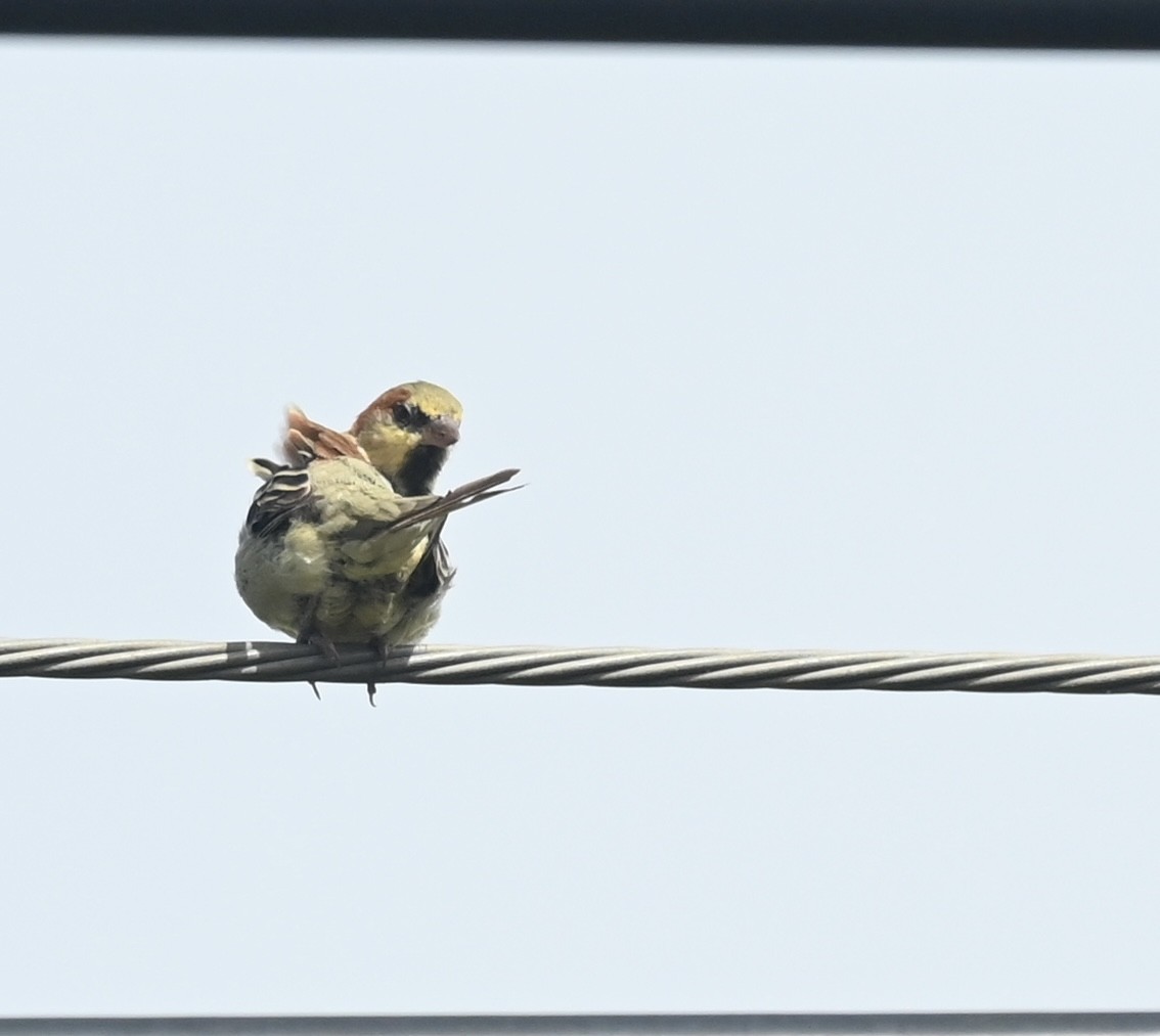 Plain-backed Sparrow - ML640839236