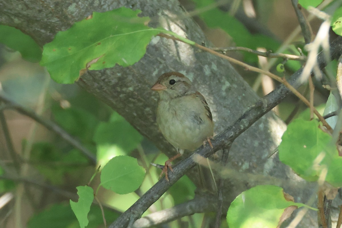 Field Sparrow - ML640839349