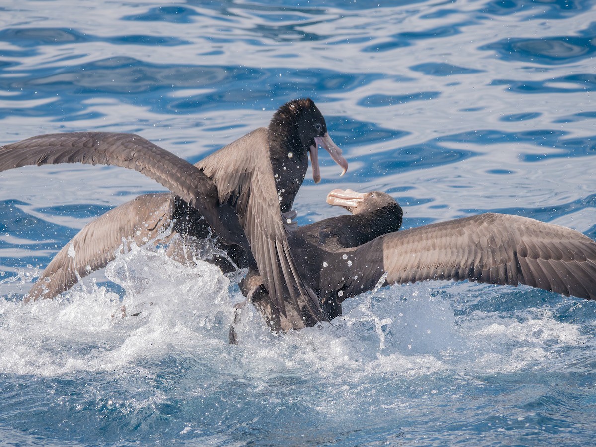 Northern Giant-Petrel - ML640839371