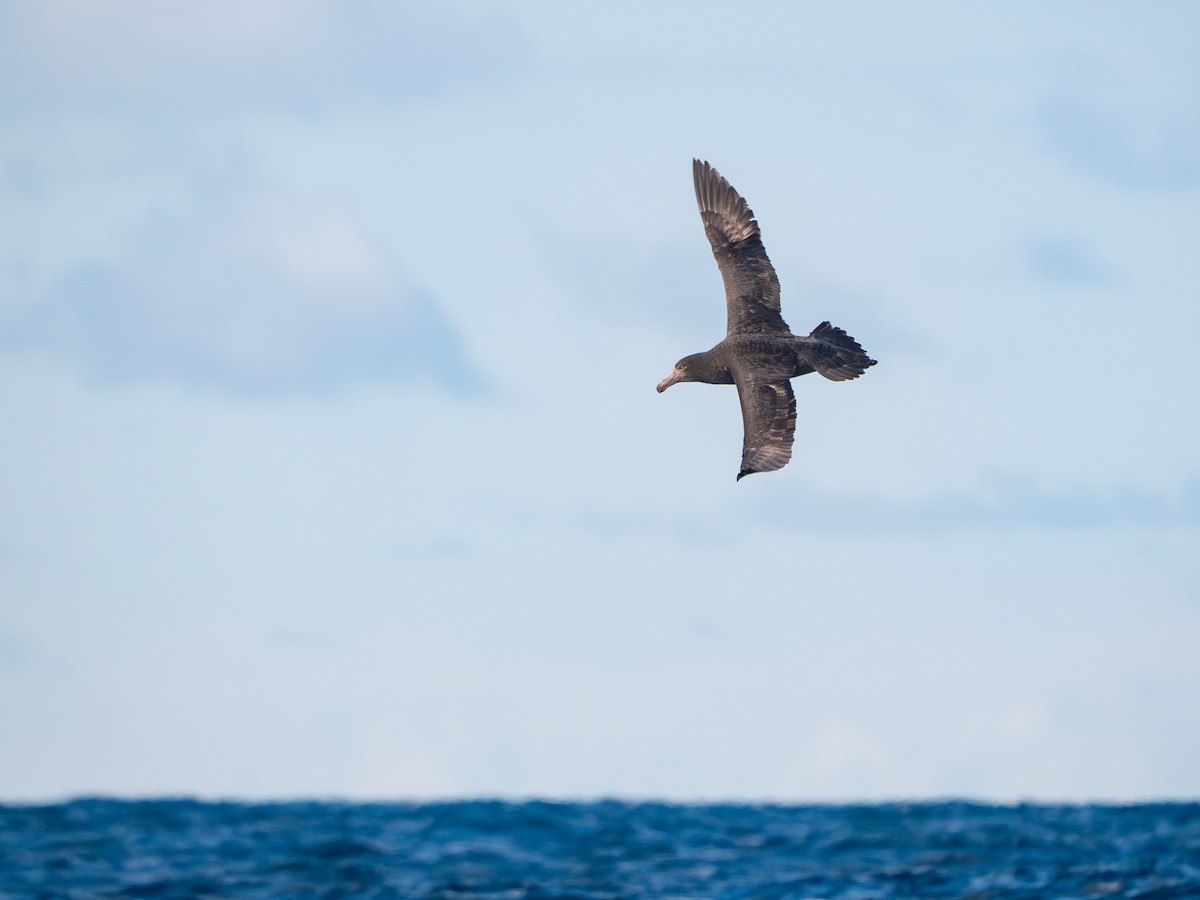 Northern Giant-Petrel - ML640839376