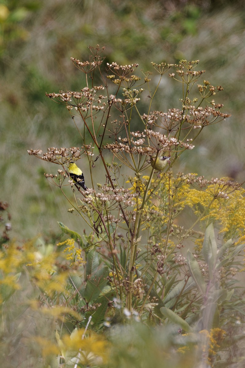American Goldfinch - ML640839384