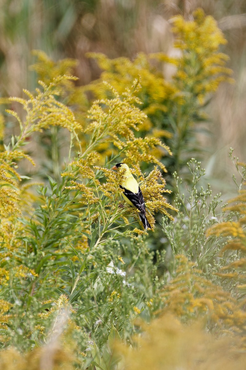 American Goldfinch - ML640839388