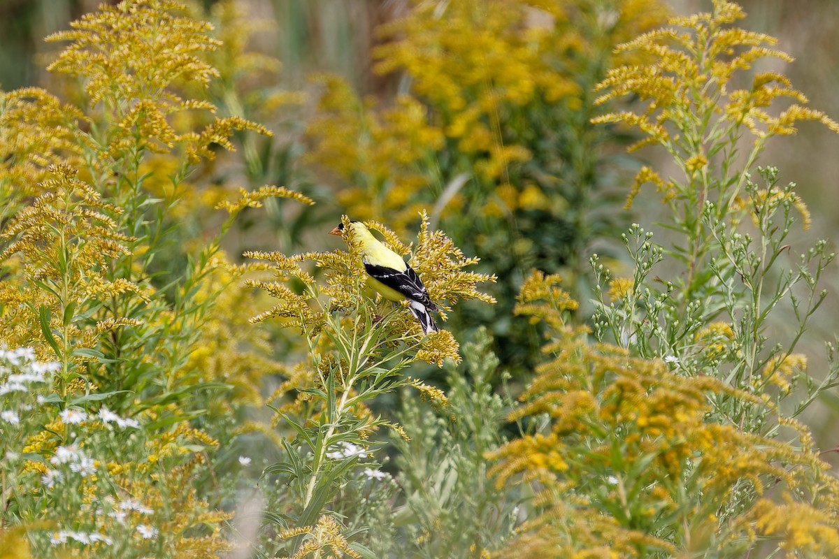American Goldfinch - ML640839392