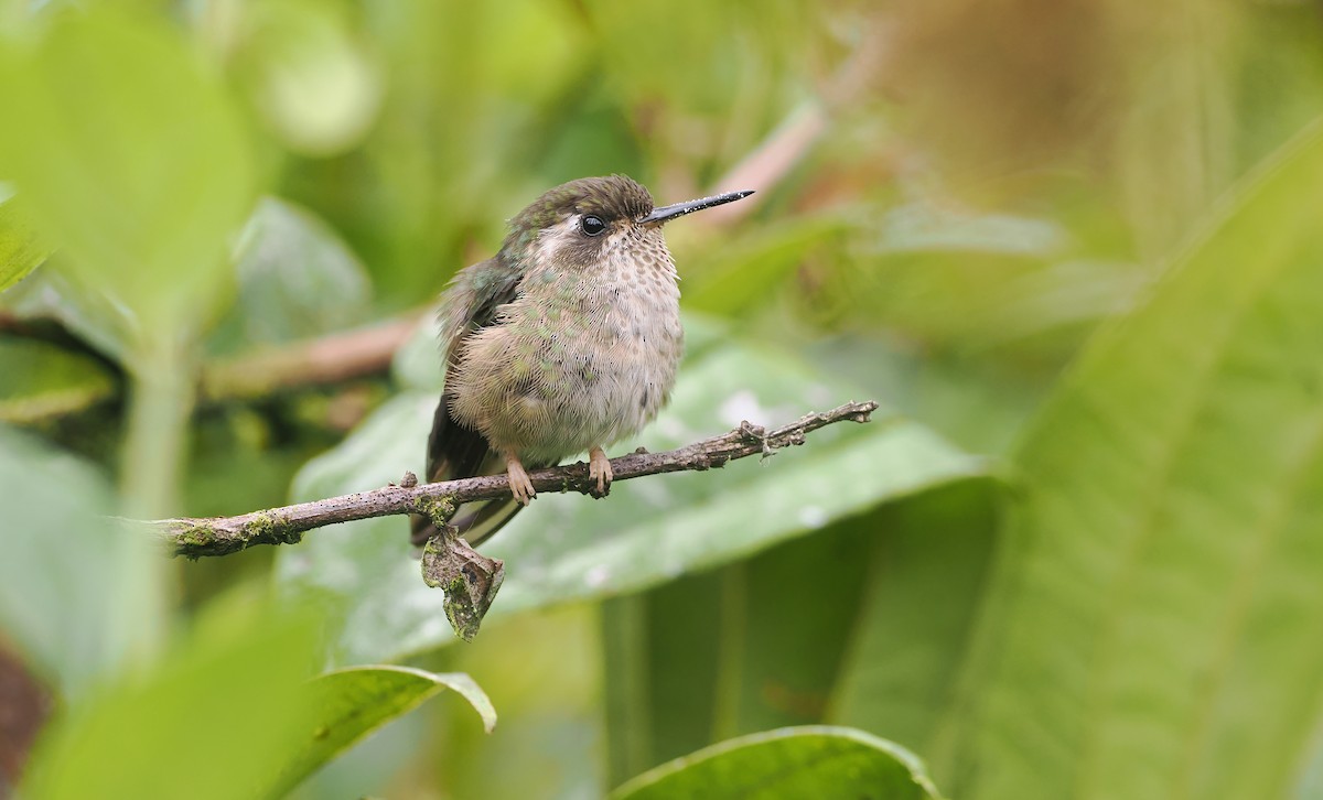 eBird Checklist - 22 Aug 2025 - The Birdwatcher's House - Santa Rosa ...