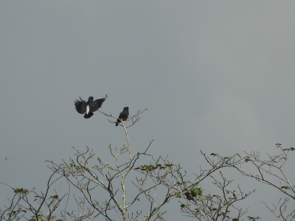 Swallow-winged Puffbird - ML640839414