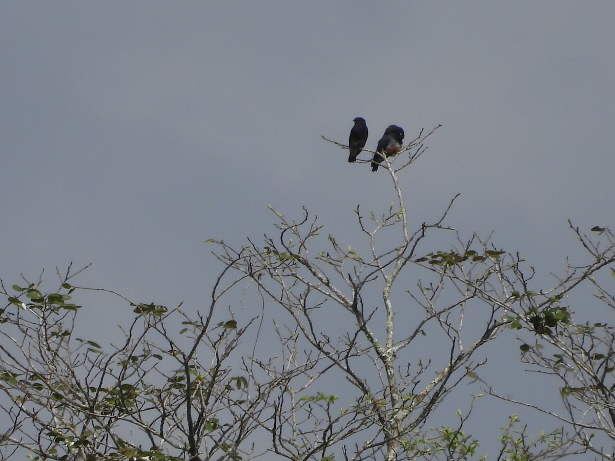 Swallow-winged Puffbird - ML640839415