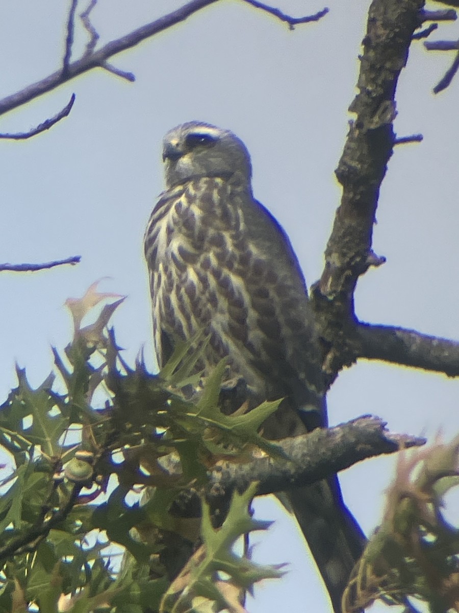 Mississippi Kite - ML640839436