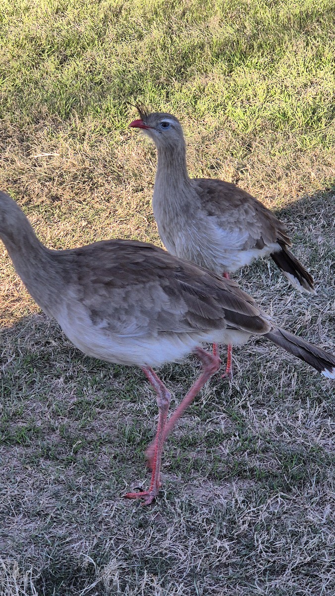 Red-legged Seriema - ML640839459