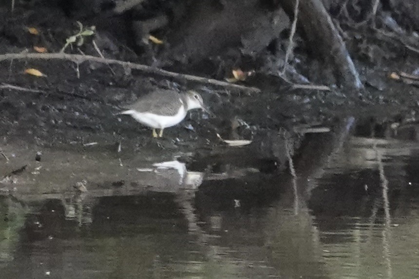 Spotted Sandpiper - ML640839603