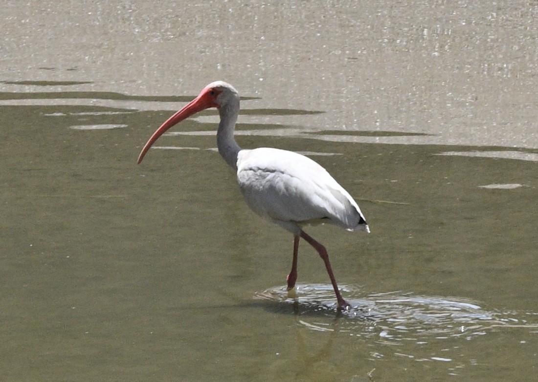 White Ibis - ML640839646