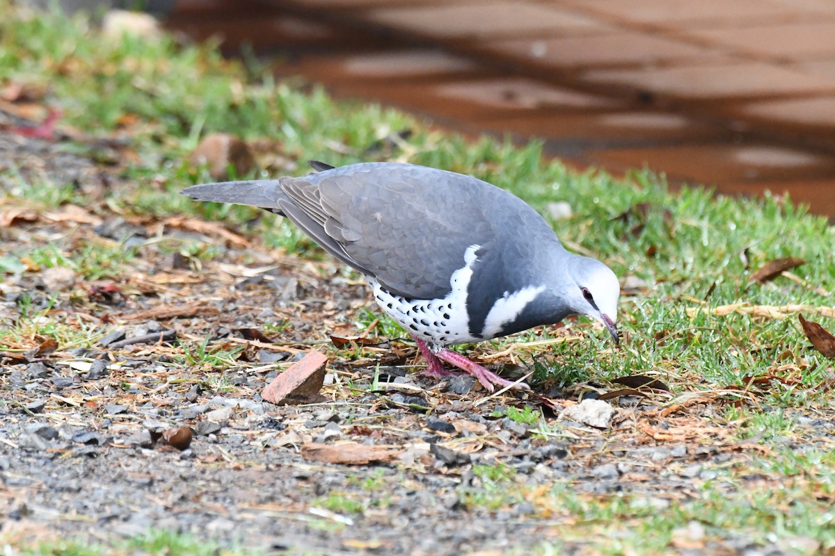 Wonga Kumrusu - ML640839711