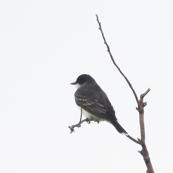Eastern Kingbird - ML640839712