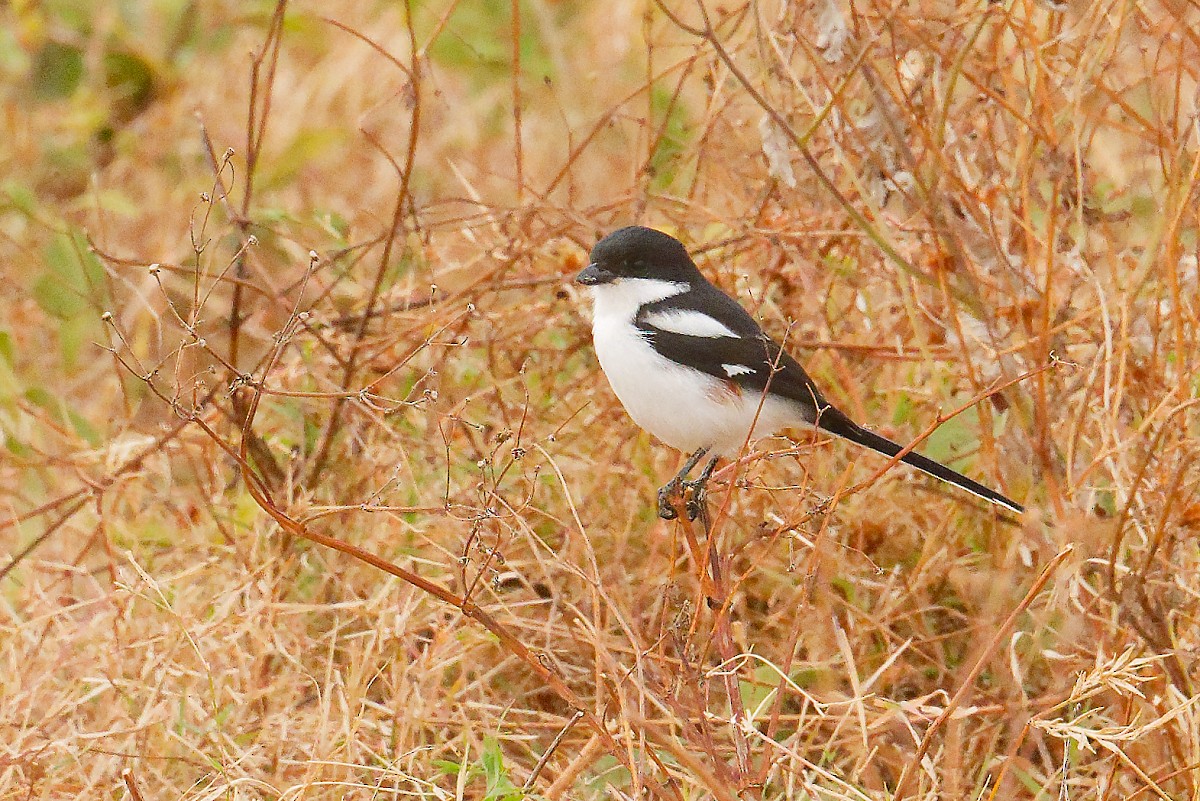 Northern Fiscal - ML640839723