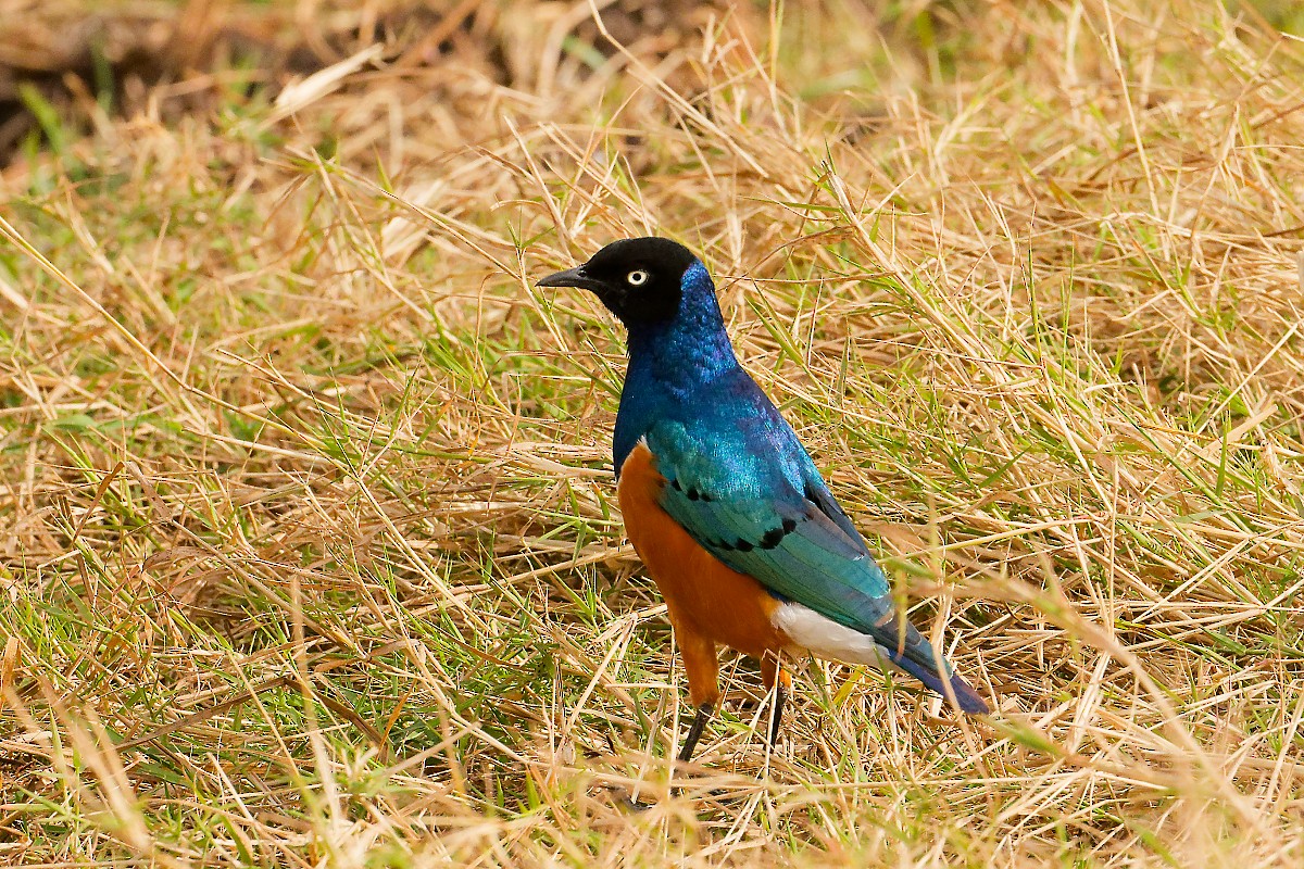 Superb Starling - ML640839834