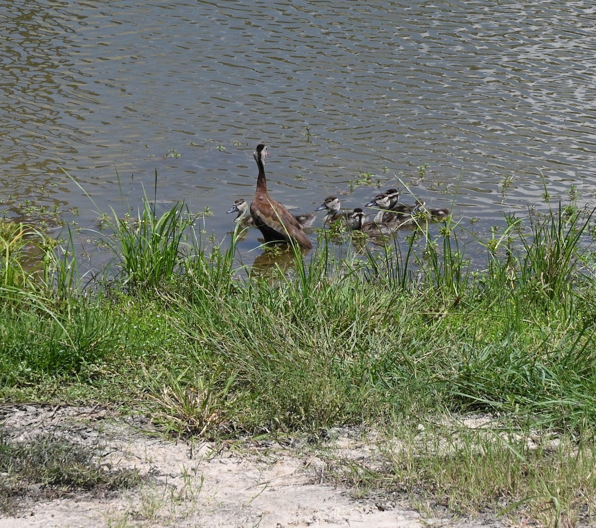 Black-bellied Whistling-Duck - ML640839854