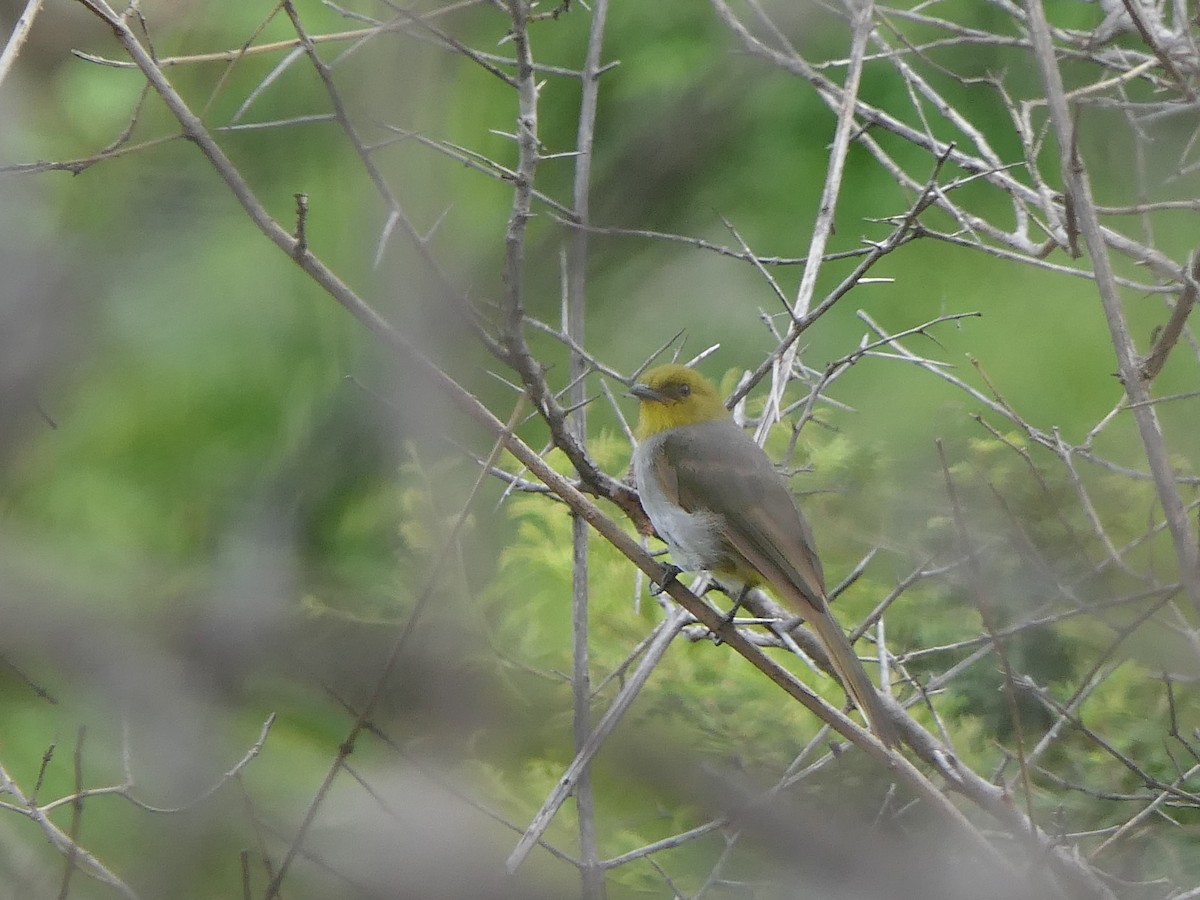 Yellow-throated Bulbul - ML640839862