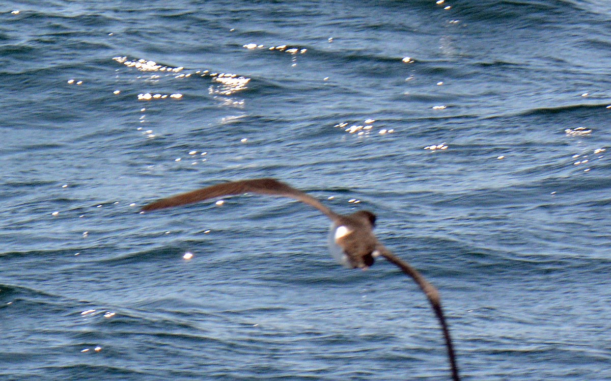Manx Shearwater - ML640839873