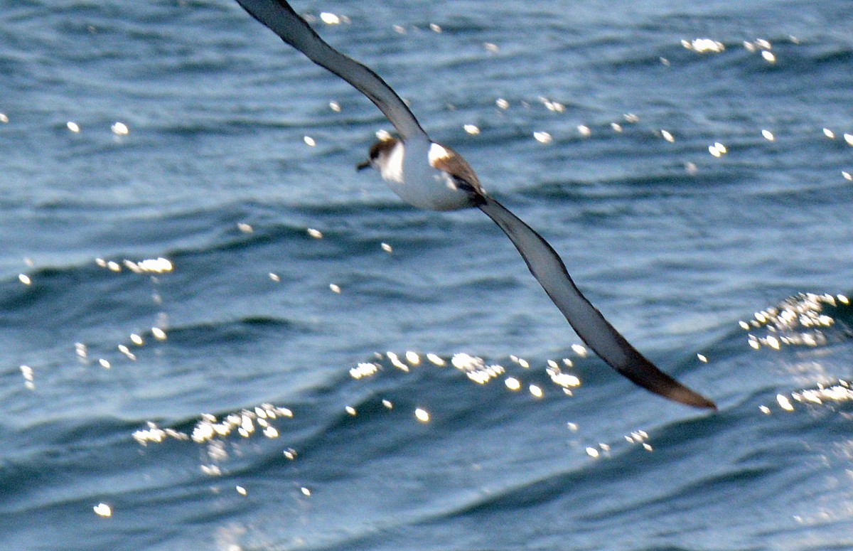 Manx Shearwater - ML640839874