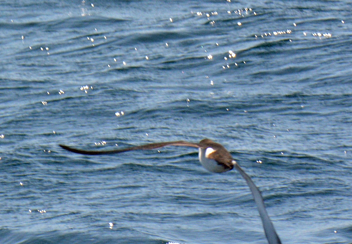 Manx Shearwater - ML640839875