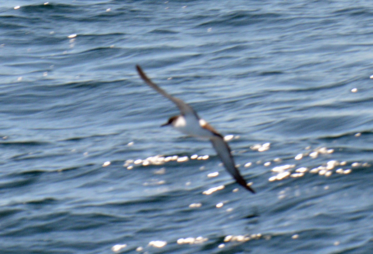 Manx Shearwater - ML640839876