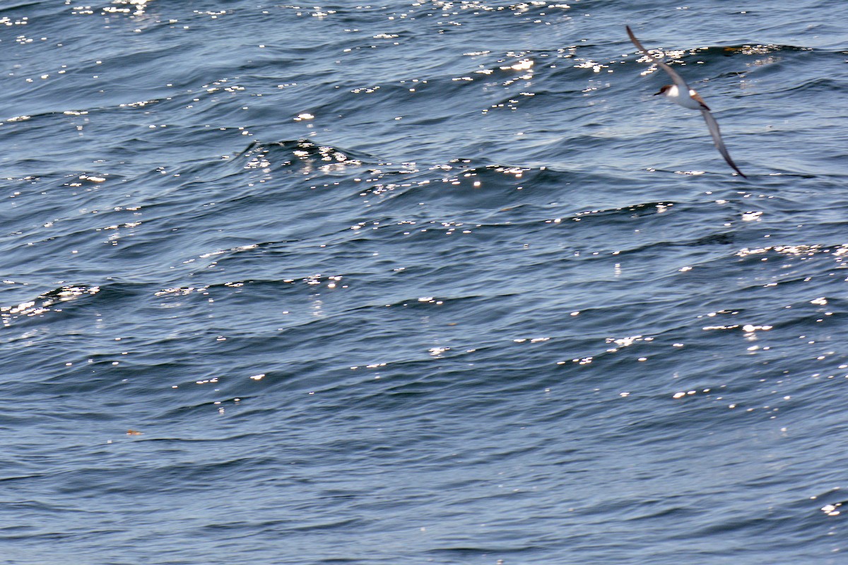 Manx Shearwater - ML640839877