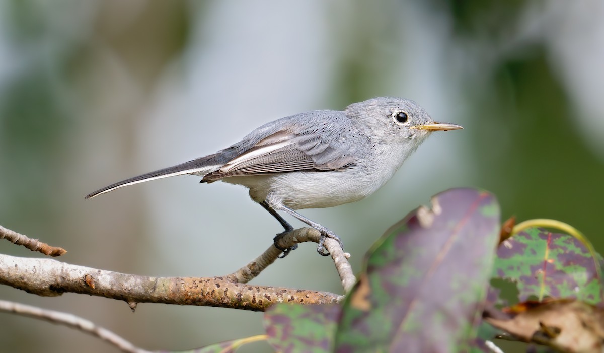 Gökrengi Bitkuşu (caerulea) - ML640839926