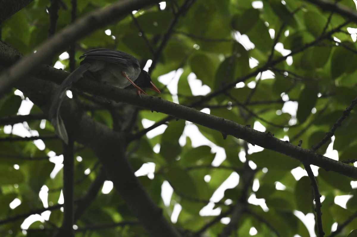 Red-billed Blue-Magpie - ML640839939