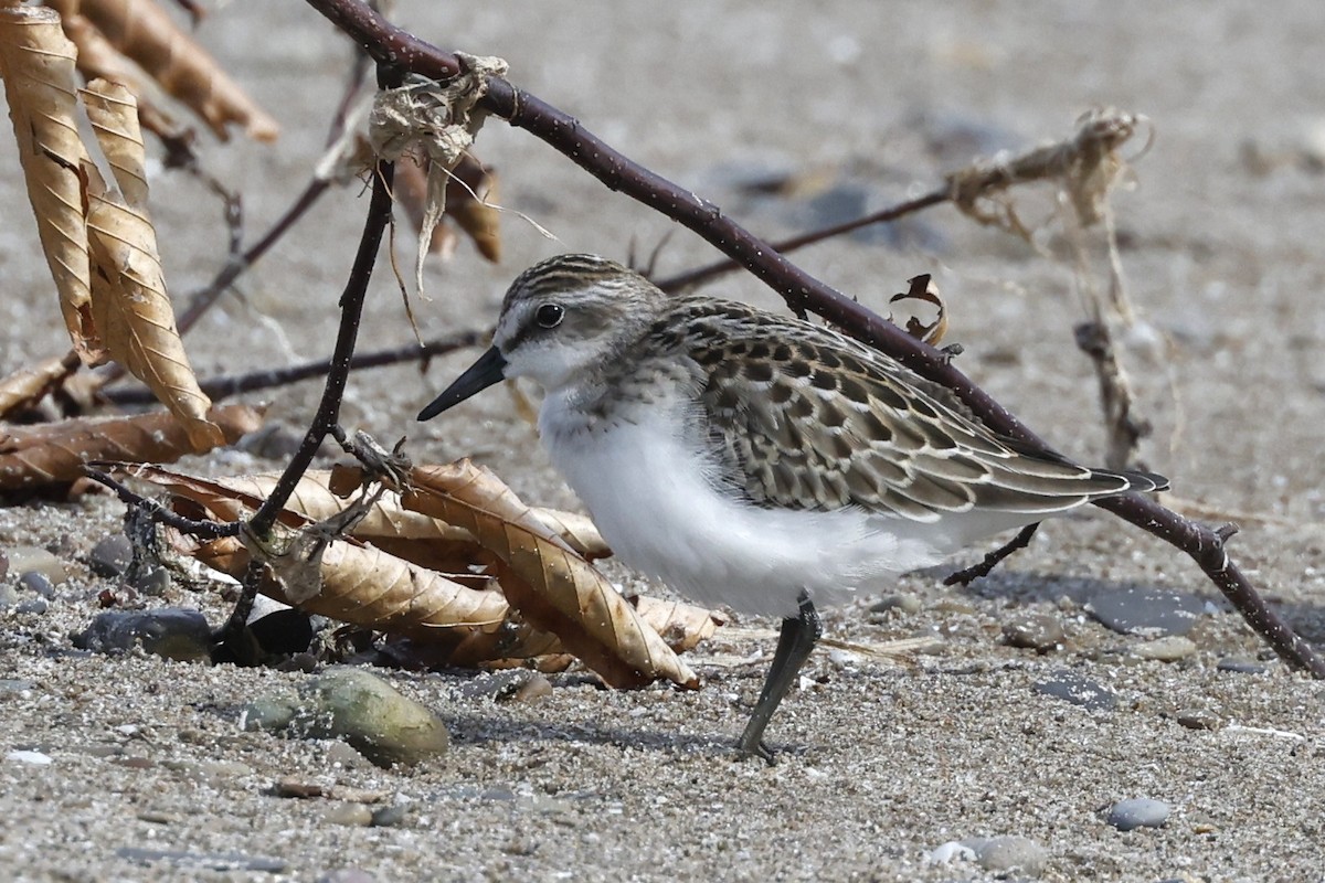 Semipalmated Sandpiper - ML640839977